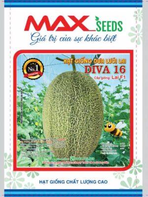Hạt giống dưa lưới xanh F1 Diva 16 (500H)
