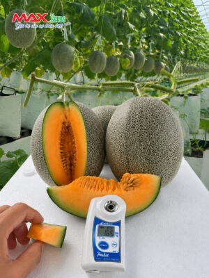 Hạt giống dưa lưới mật F1 Melina 009
